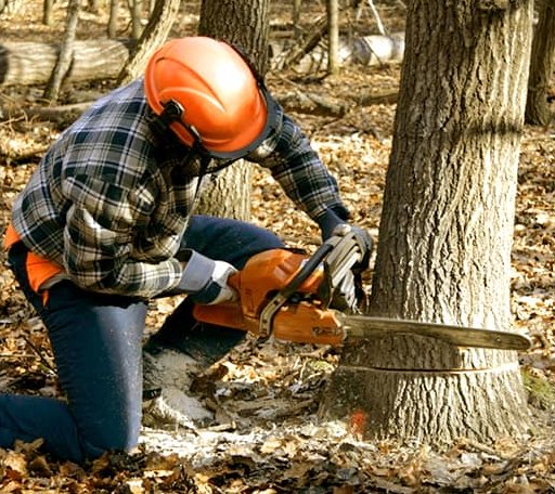 Tree Removal in Barrytown, NY